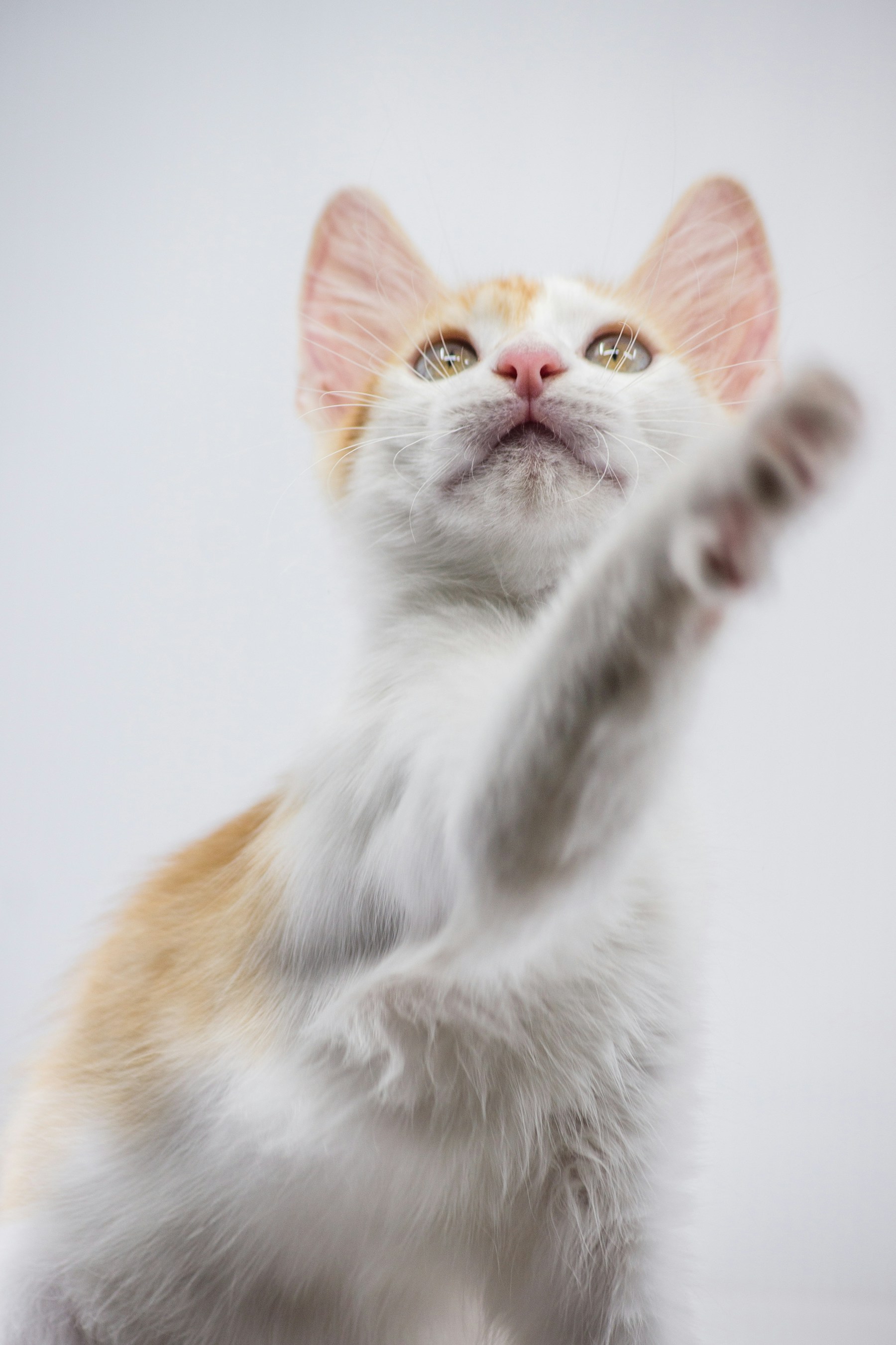 明るい室内で穏やかに過ごす猫